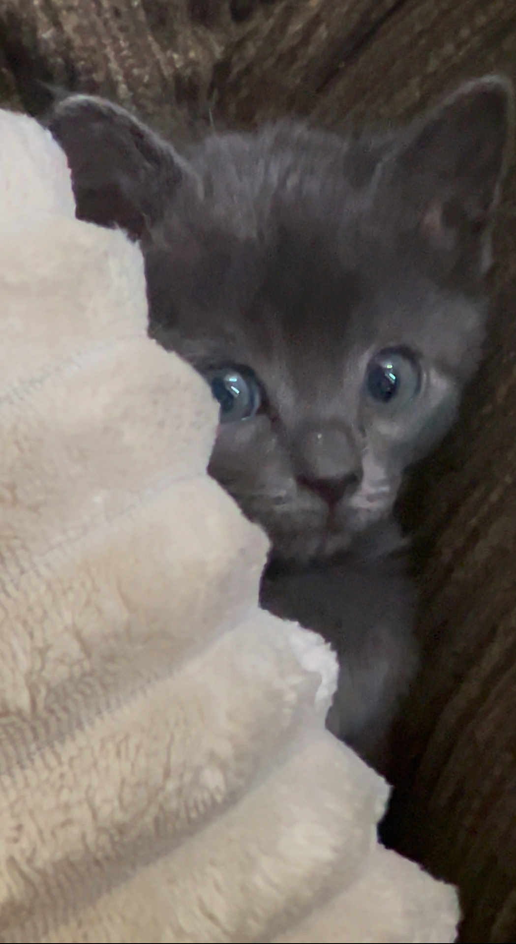 Pebbles