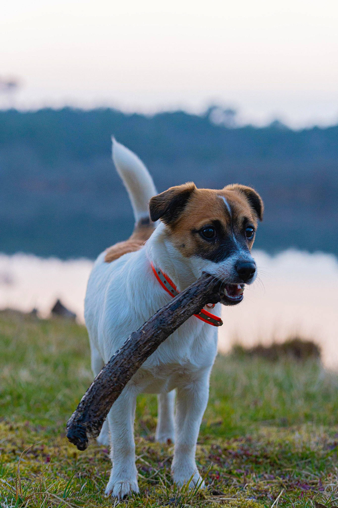 Toscane a rejoint le concours — aidez-le/la à gagner de superbes lots ! canidae, carnivore, collar, companion_dog, dog, dog_breed, dog_collar, fawn, grass, pet_supply, plant, sky, small_terrier, snout, sporting_group, tail, terrier, water, whiskers, working_animal
