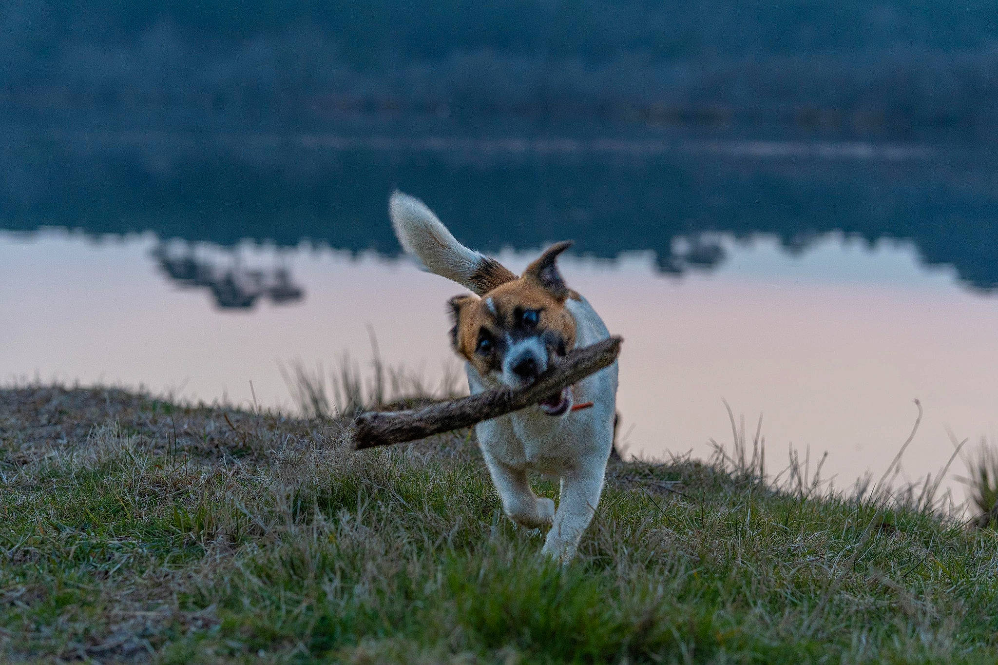 Toscane a rejoint le concours — aidez-le/la à gagner de superbes lots ! bog, carnivore, collar, companion_dog, dog, dog_breed, fawn, freshwater_marsh, grass, grassland, lake, natural_landscape, pet_supply, plant, sporting_group, tail, terrestrial_animal, water, wildlife, working_dog