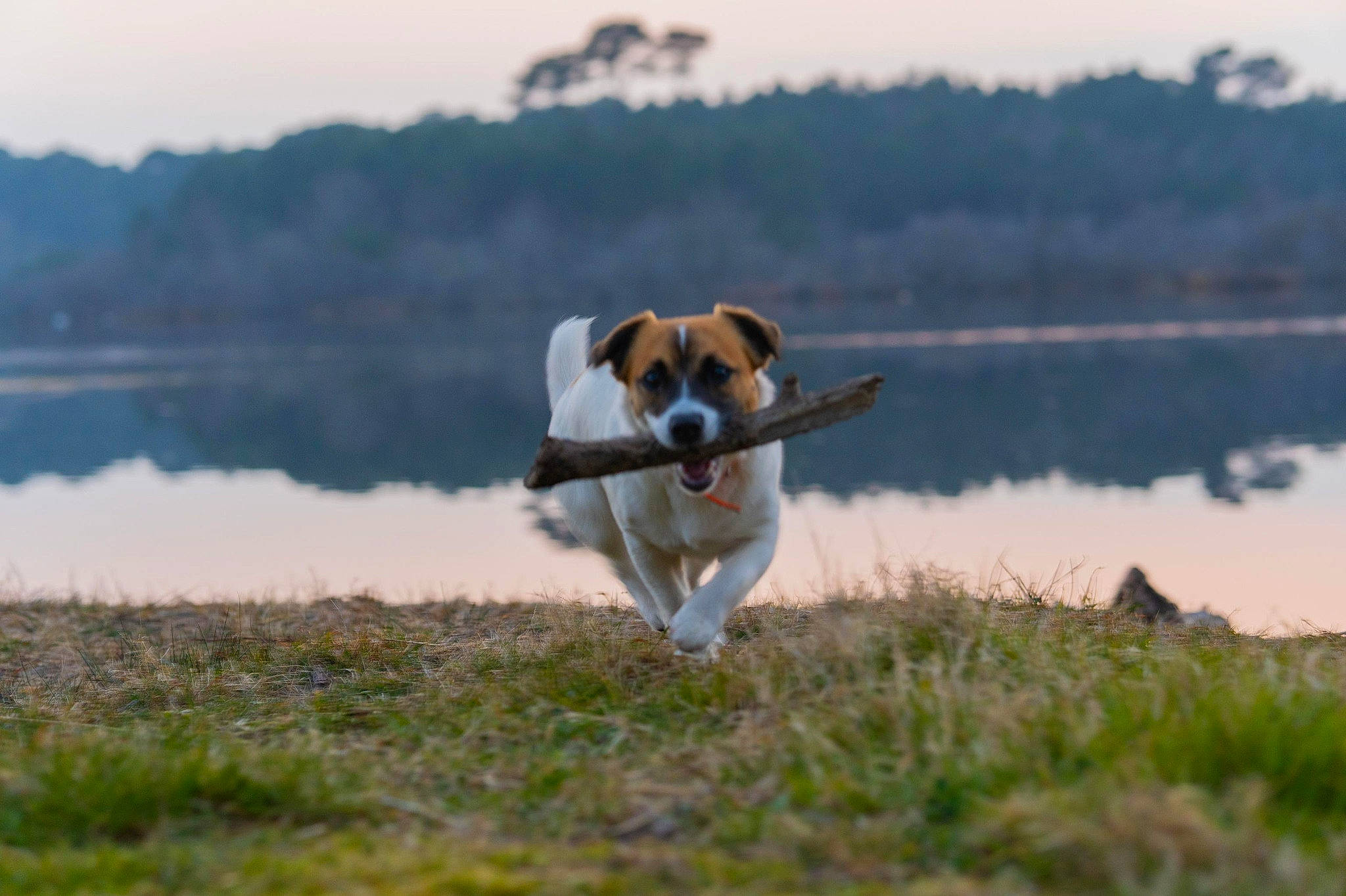 Toscane a rejoint le concours — aidez-le/la à gagner de superbes lots ! canidae, carnivore, companion_dog, dog, dog_breed, fawn, grass, grassland, hound, lake, natural_landscape, pasture, plant, sky, sporting_group, tail, tree, water, wildlife, working_dog