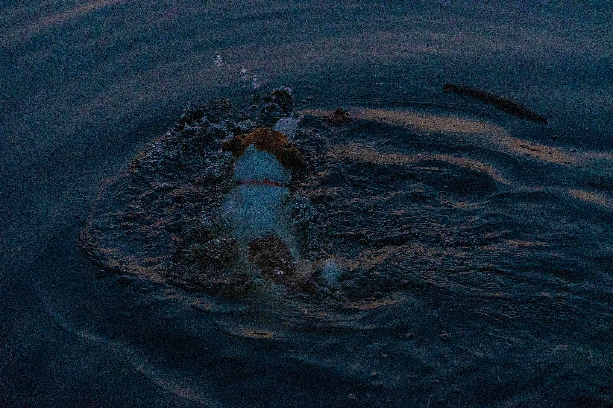 Toscane participe au concours pour gagner de l'argent avec cette photo : diving_mask, fin, fish, fluid, happy, lake, liquid, marine_biology, marine_mammal, ocean, recreation, sea, water, wave, wildlife, wind_wave