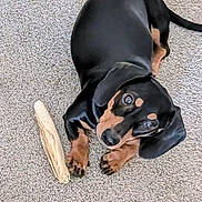 Lucky joined the competition — help win amazing prizes! animal, black_and_tan, carpet, chew_toy, companion, cute, dachshund, dog, ears, fur, indoor, looking_up, lying_down, paws, pet, playful, puppy, rawhide, small_dog, tail