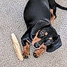 animal, black_and_tan, carpet, chew_toy, companion, cute, dachshund, dog, ears, fur, indoor, looking_up, lying_down, paws, pet, playful, puppy, rawhide, small_dog, tail
