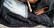 Lucky joined the competition — help win amazing prizes! animal, black, blanket, bone, brown, carpet, chewing, closeup, couch, cozy, cute, dachshund, dog, fur, indoor, paw, pet, puppy, relaxed, resting