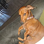 Lala is registered to the contest to win money with this photo: dog, brown_dog, small_dog, pet, collar, couch, indoor, floor, wooden_floor, furniture, curious, sideways_look, relaxing, cozy, paw, seated, canine, companion, domestic_animal, alert