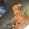 dog, brown_dog, small_dog, pet, collar, couch, indoor, floor, wooden_floor, furniture, curious, sideways_look, relaxing, cozy, paw, seated, canine, companion, domestic_animal, alert