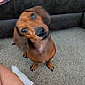 Lala is registered to the contest to win money with this photo: animal, blanket, blurry, brown, carpet, companion, couch, curious, cute, dachshund, dog, foot, fur, head_tilt, household, indoor, leg, pet, small_dog, sock