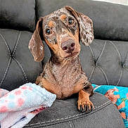 Markie joined the competition — help win amazing prizes! animal, blanket, closeup, couch, cozy, curious, cute, dachshund, dog, domestic_animal, ears, fur, head_tilt, indoor, looking, paw, pet, portrait, resting, snout