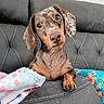 animal, blanket, closeup, couch, cozy, curious, cute, dachshund, dog, domestic_animal, ears, fur, head_tilt, indoor, looking, paw, pet, portrait, resting, snout