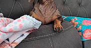 Markie is registered to the contest to win money with this photo: animal, blanket, comfort, cozy, cute, dachshund, dog, ears, fur, head_tilt, home, indoor, leather_couch, looking, paw, pet, portrait, puppy, resting, snout