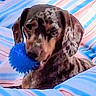 dog, spotted, blue_ball, blanket, striped, pet, animal, ears, snout, mouth, indoor, cozy, cute, playful, resting, looking, fur, comfort, toy, relaxed