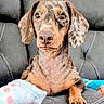 animal, blanket, brown, couch, cozy, cute, dachshund, dog, domestic, ears, expression, fur, gray, indoor, paw, pet, portrait, resting, sitting, soft