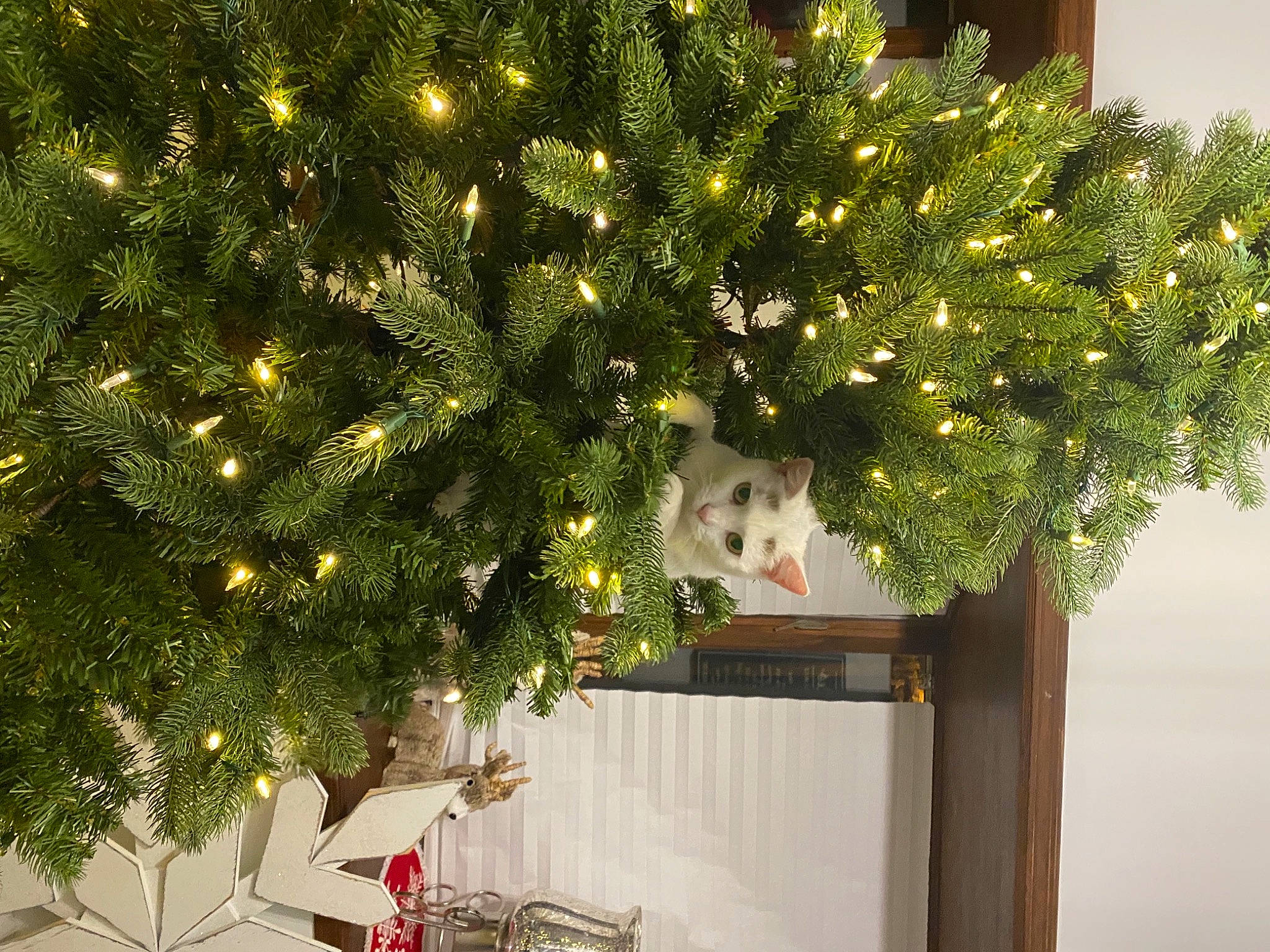 Snowy is registered to the contest to win money with this photo: carnivore, cat, christmas, christmas_decoration, christmas_eve, christmas_lights, christmas_ornament, christmas_tree, conifer, domestic_short_haired_cat, evergreen, felidae, fir, holiday, home, larch, pine_family, small_to_medium_sized_cats, whiskers, woody_plant