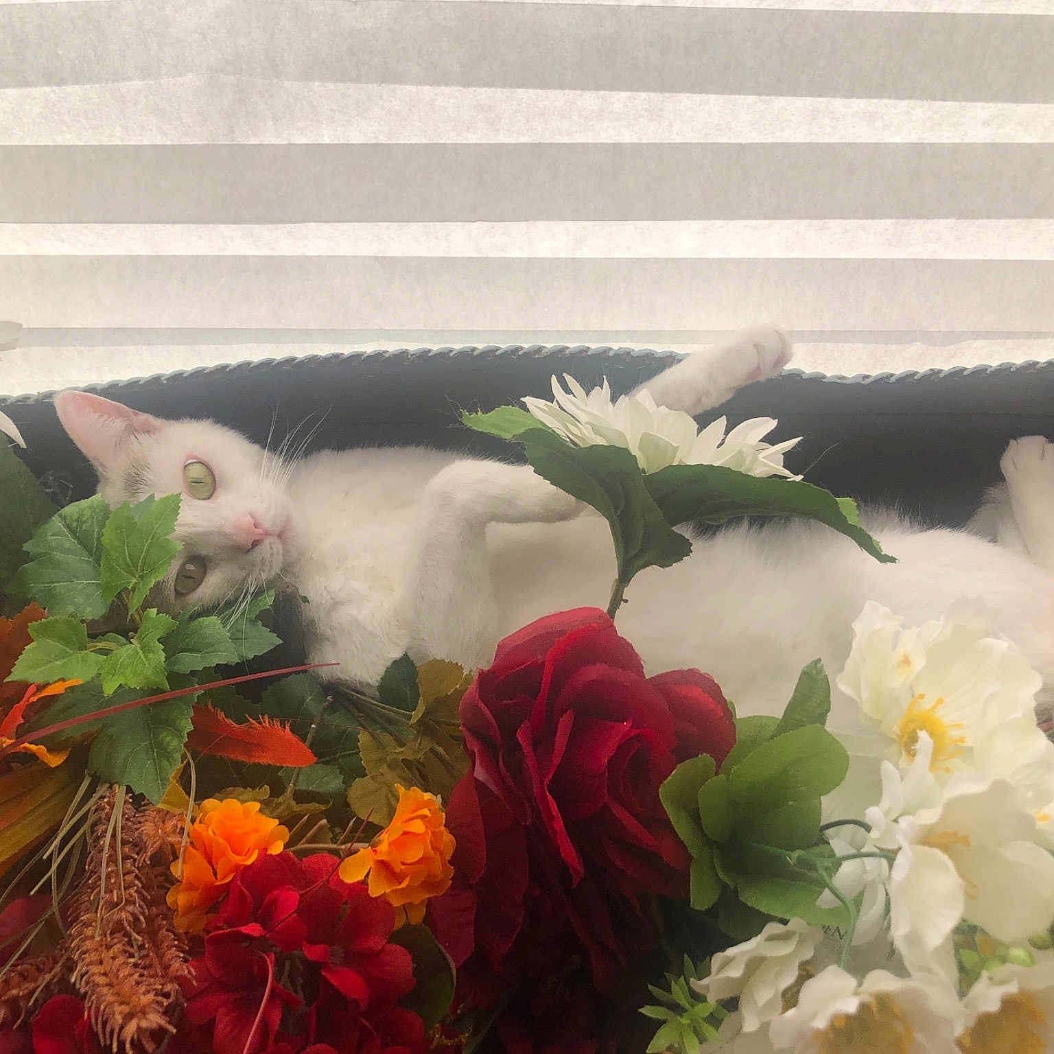 Snowy joined the competition — help win amazing prizes! annual_plant, begonia, bouquet, cut_flowers, floral_design, floristry, flower, flower_arranging, flowering_plant, hybrid_tea_rose, peony, perennial_plant, petal, rose_family, rose_order, stairs