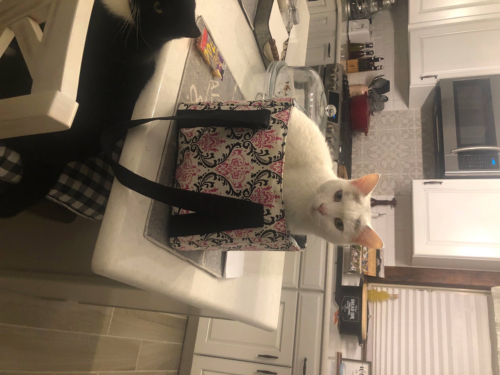Snowy is registered to the contest to win money with this photo: carnivore, cat, felidae, home, interior_design, khao_manee, small_to_medium_sized_cats, tail, turkish_angora, whiskers