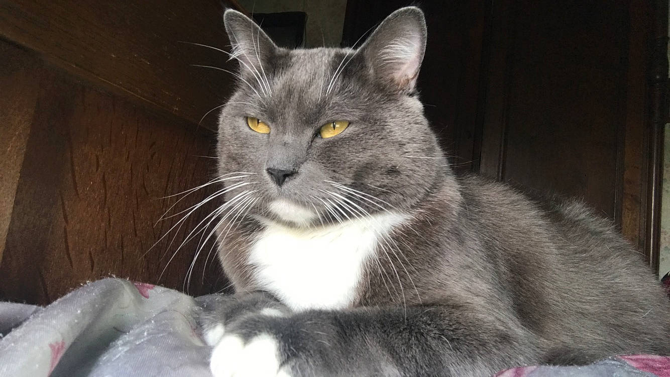 Bello a rejoint le concours — aidez-le/la à gagner de superbes lots ! british_semi_longhair, british_shorthair, carnivore, cat, chartreux, domestic_long_haired_cat, domestic_short_haired_cat, european_shorthair, felidae, fur, korat, mammal, nebelung, norwegian_forest_cat, polydactyl_cat, russian_blue, small_to_medium_sized_cats, snout, vertebrate, whiskers