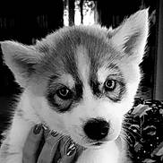 Ulysse participe au concours pour gagner de l'argent avec cette photo : animal, black_and_white, blurred_background, close_up, cute, dog, ears, expression, eyes, face, fluffy, fur, hand, husky, indoor, nails, pet, portrait, puppy, young