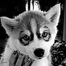 animal, black_and_white, blurred_background, close_up, cute, dog, ears, expression, eyes, face, fluffy, fur, hand, husky, indoor, nails, pet, portrait, puppy, young