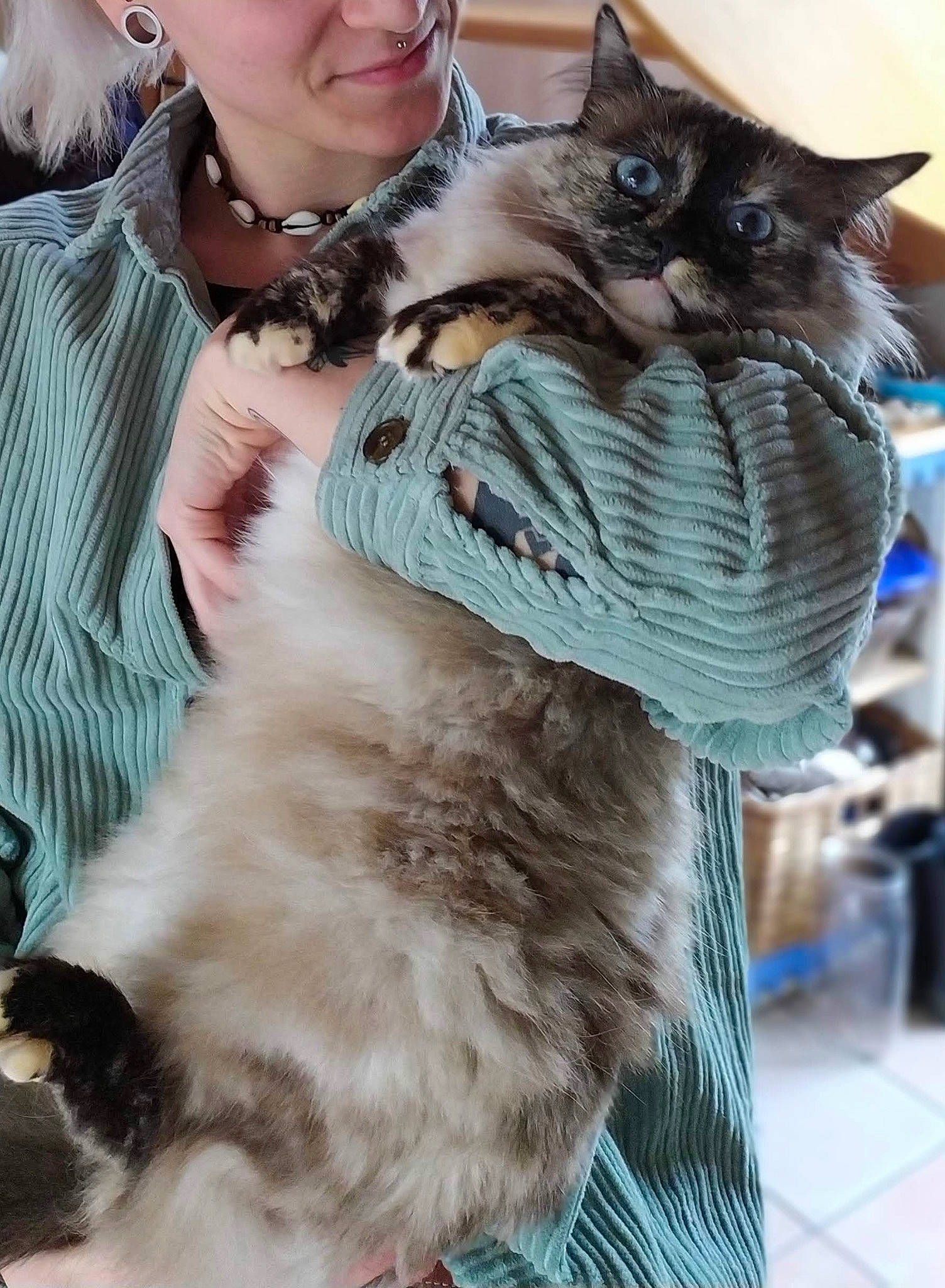 Timoon participe au concours pour gagner de l'argent avec cette photo : canidae, carnivore, cat, claw, companion_dog, domestic_short_haired_cat, event, eyewear, fawn, felidae, fur, happy, hug, jewellery, small_to_medium_sized_cats, snout, sunglasses, tail, tree, whiskers