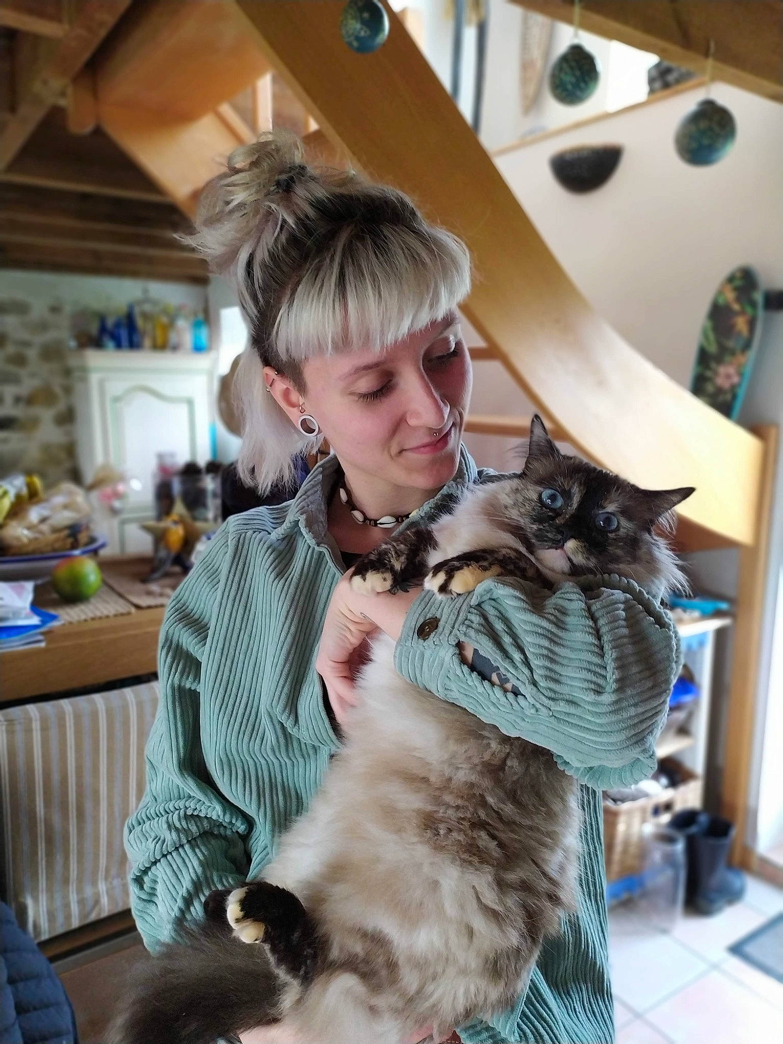 Timoon a rejoint le concours — aidez-le/la à gagner de superbes lots ! carnivore, cat, companion_dog, domestic_short_haired_cat, ear, event, fawn, felidae, fur, lap, room, sitting, small_to_medium_sized_cats, whiskers