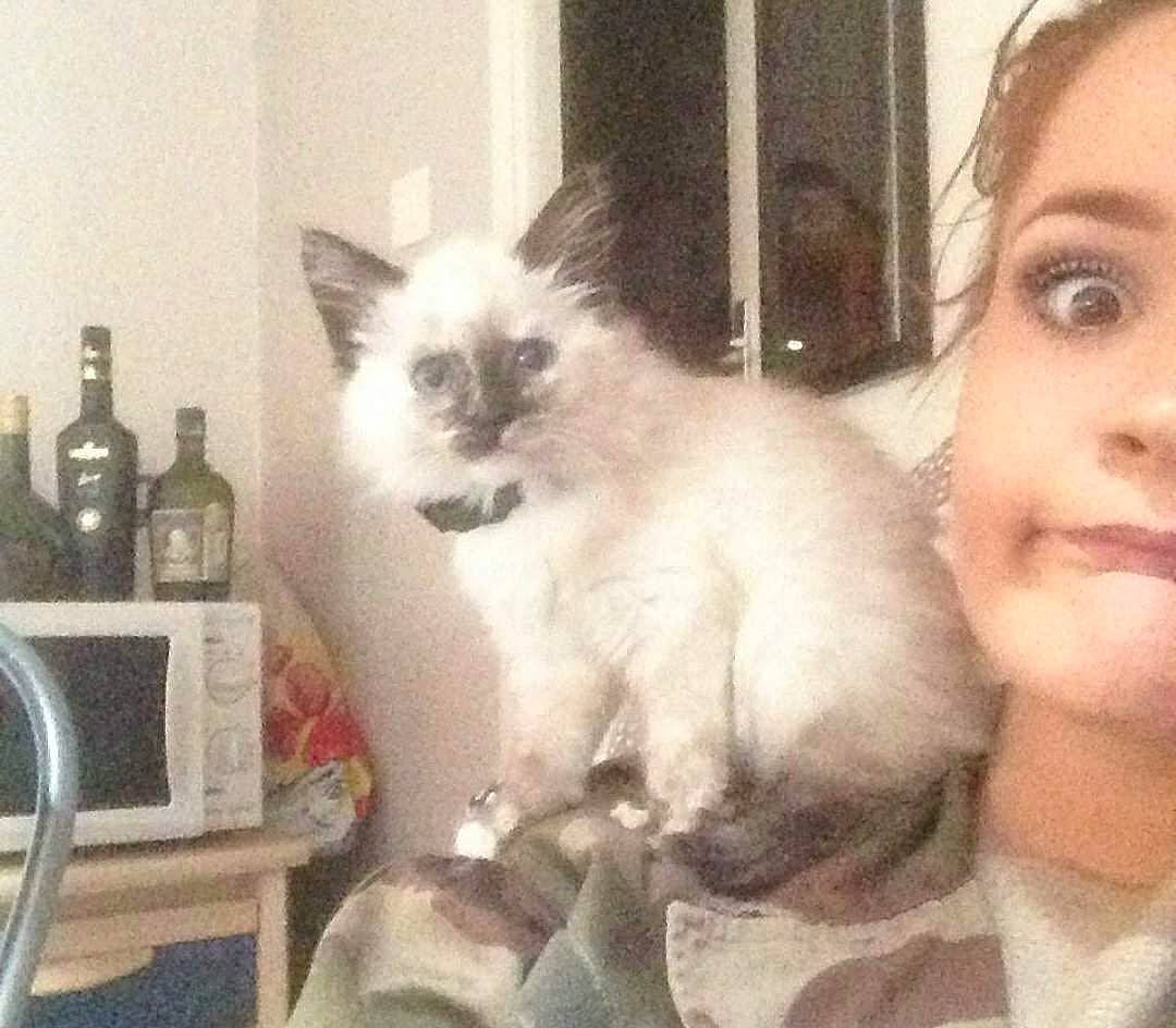 Timoon participe au concours pour gagner de l'argent avec cette photo : balinese, birman, bottle, carnivore, cat, eyelash, fawn, felidae, fur, happy, iris, nose, organ, ragdoll, siamese, small_to_medium_sized_cats, tail, thai, whiskers, wine