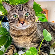 Bumper is registered to the contest to win money with this photo: cat, tabby_cat, green_eyes, houseplant, leaves, indoor, close_up, whiskers, fur, pet, animal, domestic_cat, relaxed, curious, tiled_floor, greenery, nature, plant_pot, background_blur, feline