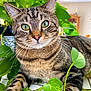 cat, tabby_cat, green_eyes, houseplant, leaves, indoor, close_up, whiskers, fur, pet, animal, domestic_cat, relaxed, curious, tiled_floor, greenery, nature, plant_pot, background_blur, feline