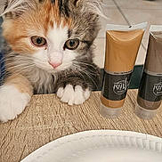 Chawarma a rejoint le concours — aidez-le/la à gagner de superbes lots ! kitten, calico, cat, curious, paws, table, paint_tubes, paper_plate, indoor, tile_floor, closeup, pet, animal, fur, whiskers, eyes, cute, young, feline, background