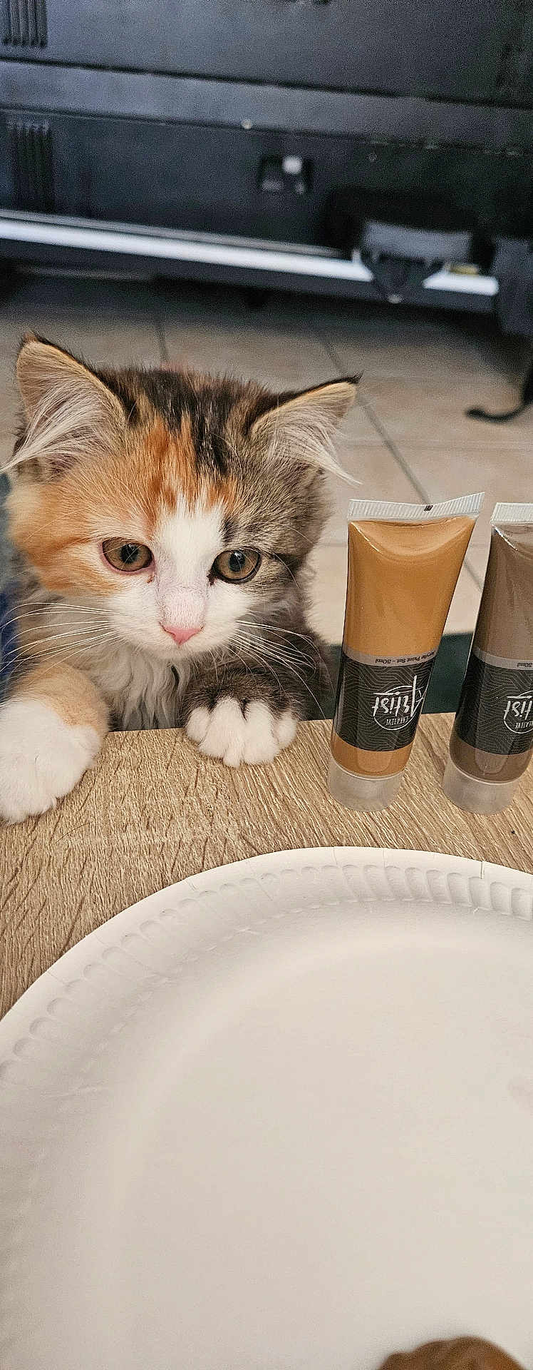 Chawarma a rejoint le concours — aidez-le/la à gagner de superbes lots ! kitten, calico, cat, curious, paws, table, paint_tubes, paper_plate, indoor, tile_floor, closeup, pet, animal, fur, whiskers, eyes, cute, young, feline, background