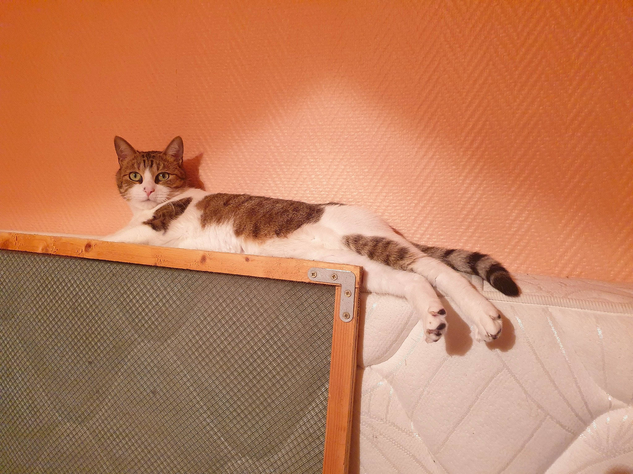 Chipie participe au concours pour gagner de l'argent avec cette photo : brown, cardboard, carnivore, cat, ceiling, comfort, domestic_short_haired_cat, felidae, flooring, fur, hardwood, paw, rectangle, room, small_to_medium_sized_cats, tail, whiskers, wood