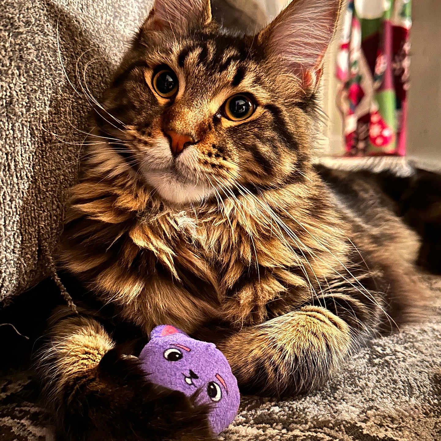 Sisu joined the competition — help win amazing prizes! abyssinian, animal, applique, architecture, building, cat, chair, couch, furniture, hardwood, indoors, kitten, livingroom, manx, pattern, pet, plush, room, toy, wood