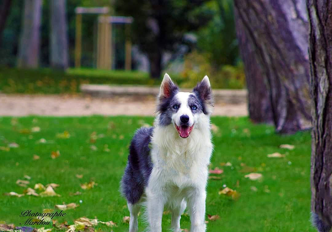 Flipper a rejoint le concours — aidez-le/la à gagner de superbes lots ! australian_collie, border_collie, canidae, carnivore, dog, dog_breed, herding_dog, mammal, native_american_indian_dog, plant, rare_breed_dog, siberian_husky, sporting_group, tamaskan_dog, vertebrate