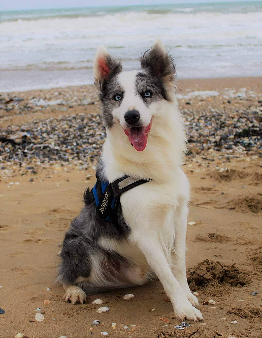 Flipper participe au concours pour gagner de l'argent avec cette photo : beach, border_collie, canadian_eskimo_dog, canidae, carnivore, dog, dog_breed, greenland_dog, herding_dog, mammal, native_american_indian_dog, northern_inuit_dog, rare_breed_dog, sand, siberian_husky, sled_dog, sporting_group, thai_bangkaew_dog, vertebrate, working_dog