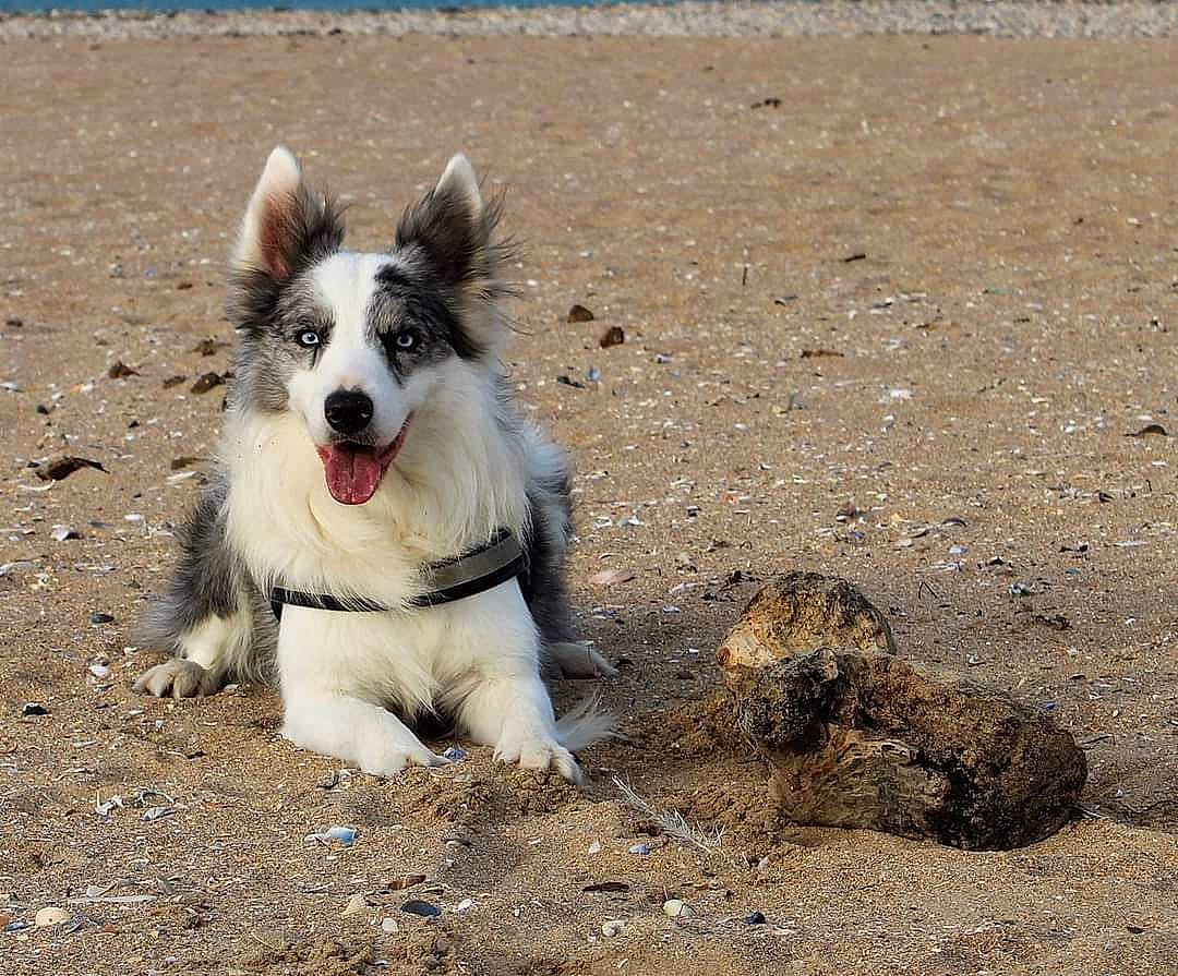Flipper participe au concours pour gagner de l'argent avec cette photo : border_collie, canidae, carnivore, dog, dog_breed, herding_dog, mammal, puppy, rare_breed_dog, vertebrate