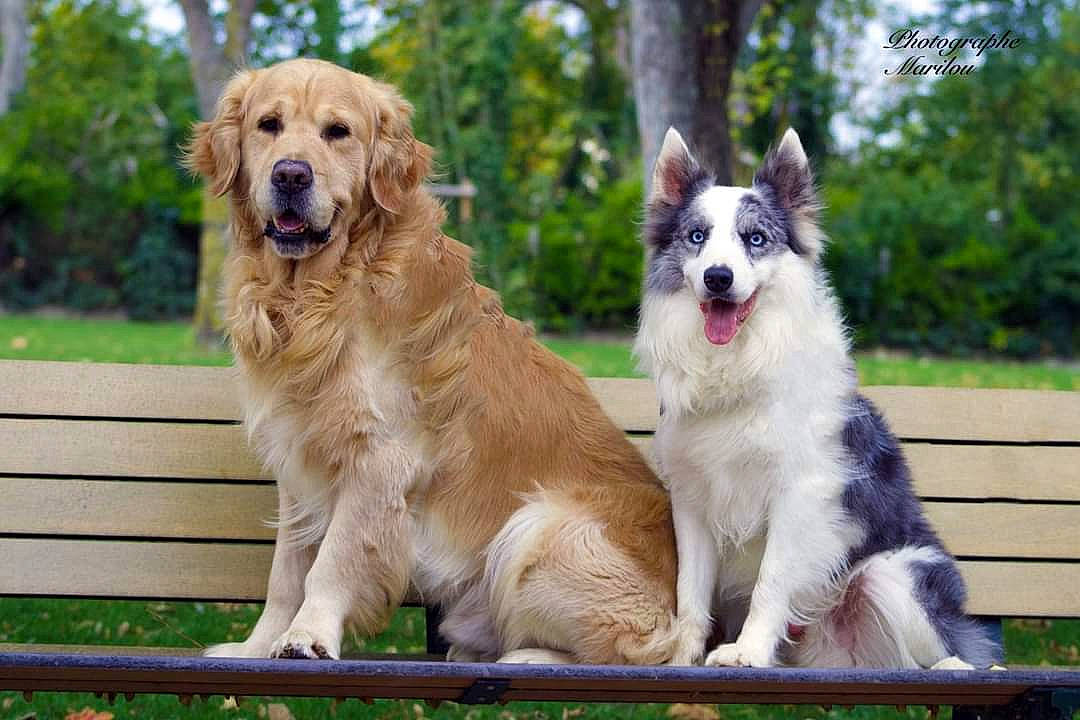 Flipper participe au concours pour gagner de l'argent avec cette photo : aidi, ancient_dog_breeds, canidae, carnivore, companion_dog, dog, dog_breed, fawn, golden_retriever, livestock_guardian_dog, mammal, rare_breed_dog, retriever, sporting_group, vertebrate, working_dog