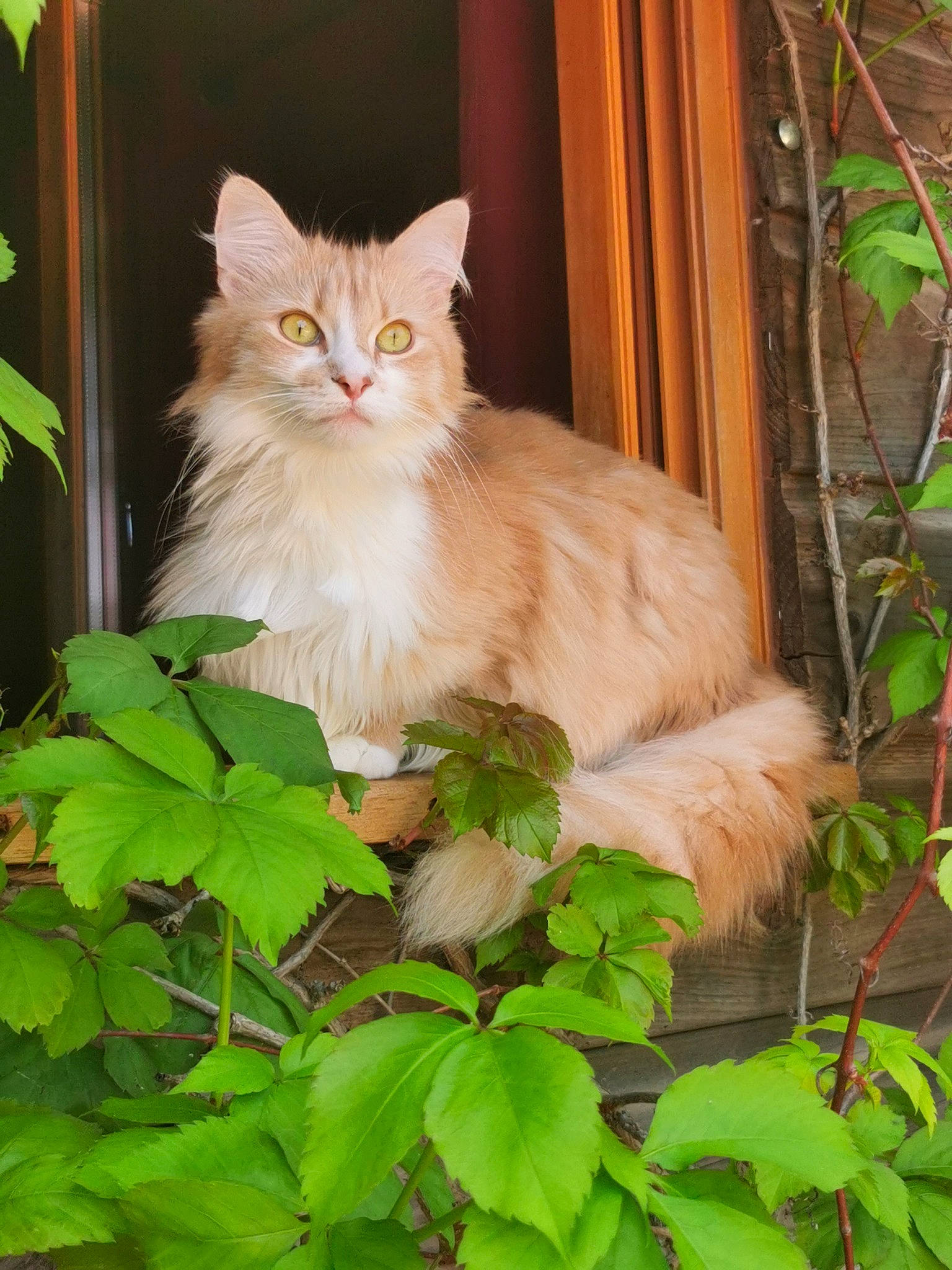 Chipie participe au concours pour gagner de l'argent avec cette photo : asian_semi_longhair, british_semi_longhair, carnivore, cat, domestic_long_haired_cat, fawn, felidae, maine_coon, norwegian_forest_cat, persian, plant, ragamuffin, ragdoll, siberian, small_to_medium_sized_cats, turkish_angora, whiskers