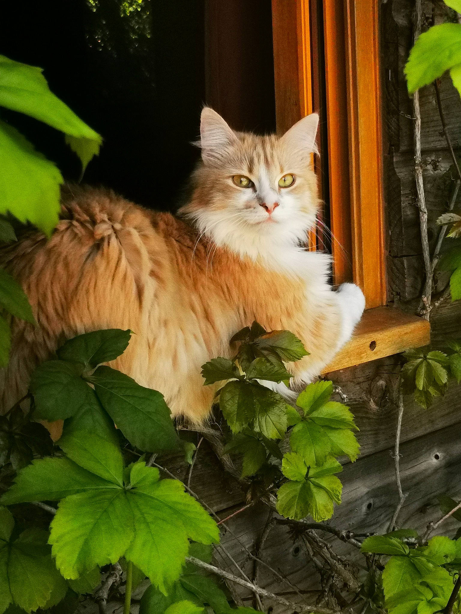 Chipie participe au concours pour gagner de l'argent avec cette photo : aegean_cat, carnivore, cat, domestic_long_haired_cat, domestic_short_haired_cat, european_shorthair, fawn, felidae, fur, leaf, maine_coon, norwegian_forest_cat, plant, ragamuffin, siberian, small_to_medium_sized_cats, tabby_cat, turkish_van, whiskers, wood