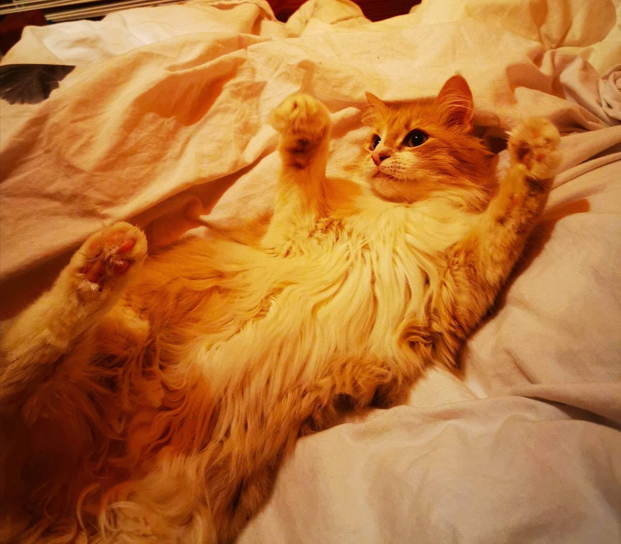 Chipie a rejoint le concours — aidez-le/la à gagner de superbes lots ! carnivore, cat, domestic_long_haired_cat, fawn, felidae, fur, maine_coon, norwegian_forest_cat, small_to_medium_sized_cats, whiskers