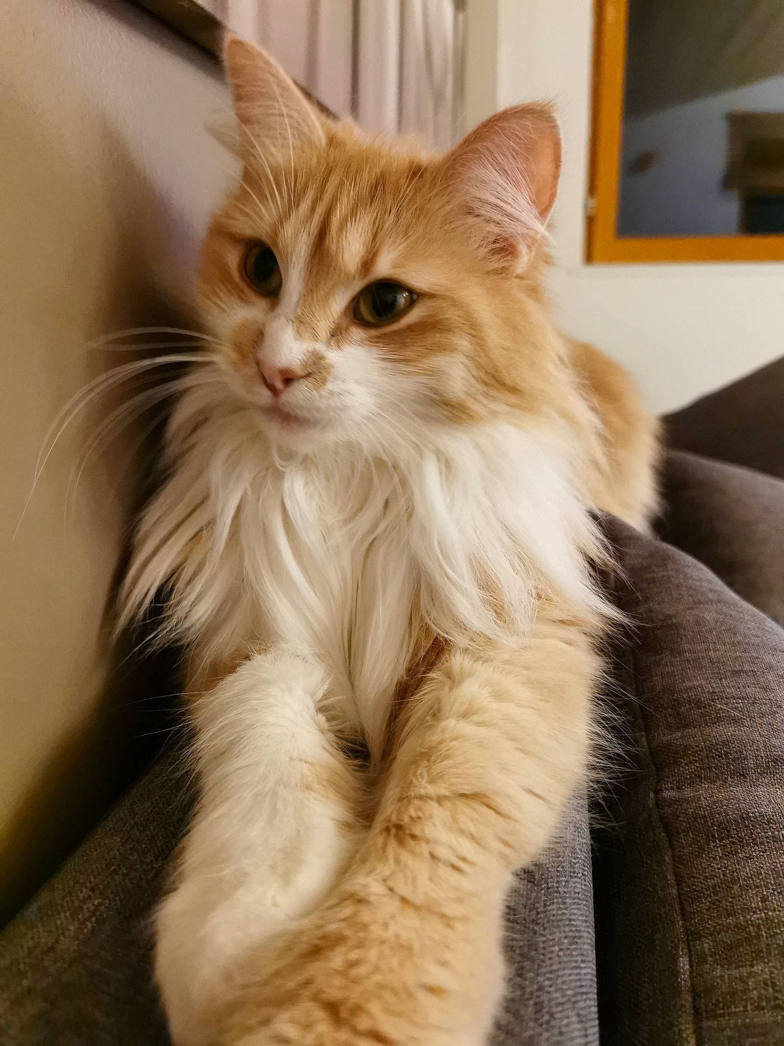 Chipie participe au concours pour gagner de l'argent avec cette photo : asian, asian_semi_longhair, british_semi_longhair, carnivore, cat, domestic_long_haired_cat, fawn, felidae, fur, kitten, maine_coon, mammal, norwegian_forest_cat, ragamuffin, siberian, small_to_medium_sized_cats, tabby_cat, turkish_angora, vertebrate, whiskers