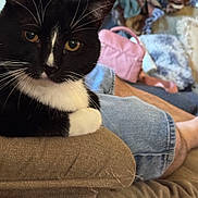 Cooper is registered to the contest to win money with this photo: cat, black_and_white, feline, pet, couch, furniture, indoor, relaxed, jeans, person, armrest, cozy, whiskers, close_up, domestic_animal, household, resting, home, casual, background