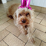 Eliot participe au concours pour gagner de l'argent avec cette photo : dog, small_dog, fluffy, long_hair, cream_colored, pink_hat, party_hat, pet, animal, portrait, lying_down, indoors, tile_floor, home, floor, looking_at_camera, cute, funny, photography, camera_stamp