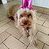 dog, small_dog, fluffy, long_hair, cream_colored, pink_hat, party_hat, pet, animal, portrait, lying_down, indoors, tile_floor, home, floor, looking_at_camera, cute, funny, photography, camera_stamp