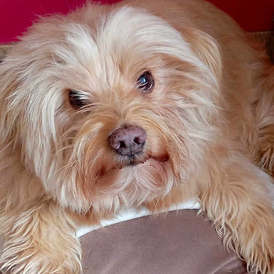 Eliot a rejoint le concours — aidez-le/la à gagner de superbes lots ! dog, small_dog, fluffy, cream_colored, long_hair, shaggy_fur, brown_eyes, pink_nose, pet, animal, portrait, close_up, indoors, couch, cushion, seated, looking_at_camera, cute, companion_animal, fur