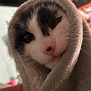 Willliam is registered to the contest to win money with this photo: cat, animal, pet, face, whiskers, blanket, cozy, fur, cute, closeup, indoor, sleepy, comfort, warm, snug, soft, portrait, mammal, domestic, wrapped