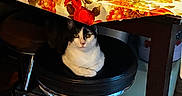 Willliam joined the competition — help win amazing prizes! cat, black_and_white_cat, stool, table, tablecloth, basket, foil, kitchen, indoor, furniture, pet, animal, domestic_cat, resting, seat, colorful, decor, household, curious, cozy