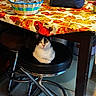 cat, black_and_white_cat, stool, table, tablecloth, basket, foil, kitchen, indoor, furniture, pet, animal, domestic_cat, resting, seat, colorful, decor, household, curious, cozy