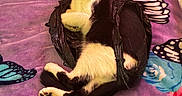Willliam is registered to the contest to win money with this photo: animal, black_and_white, butterfly_pattern, cat, colorful, cozy, cute, domestic, feline, fur, indoor, lying_down, paws, pet, plastic_bag, purple_blanket, relaxed, resting, soft_texture, whiskers