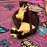 Willliam is registered to the contest to win money with this photo: cat, black_and_white, plastic_bag, purple_blanket, butterfly_pattern, pet, indoor, relaxed, lying_down, animal, feline, soft_texture, colorful, resting, cute, cozy, domestic, fur, whiskers, paws