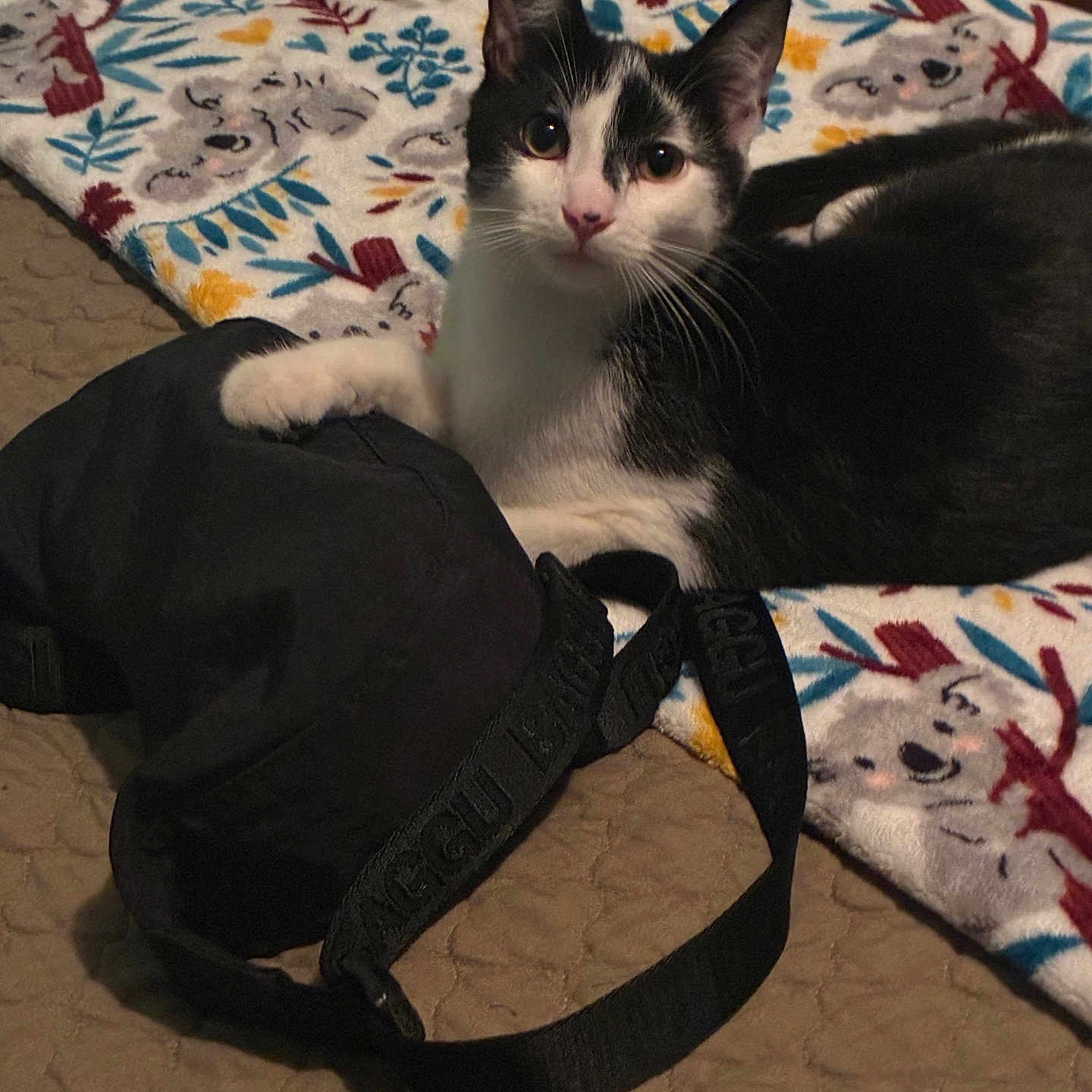 Willliam is registered to the contest to win money with this photo: cat, black_and_white, pet, animal, indoor, blanket, koala_pattern, hat, black_hat, paw, bed, quilted_bedspread, resting, looking_at_camera, curious, feline, domestic_cat, close_up, portrait, cute
