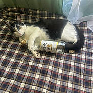 Willliam joined the competition — help win amazing prizes! animal, beer_bottle, black_and_white, bottle, cat, cozy, curtains, daylight, domestic_animal, fabric, feline, indoor, lying_down, modelo, paw, pet, plaid_blanket, resting, sleepy, window